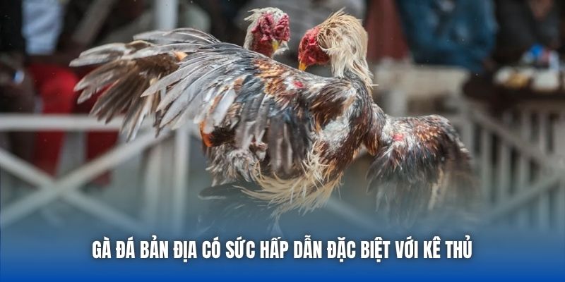 Gà đá bản địa có sức hấp dẫn đặc biệt với kê thủ 