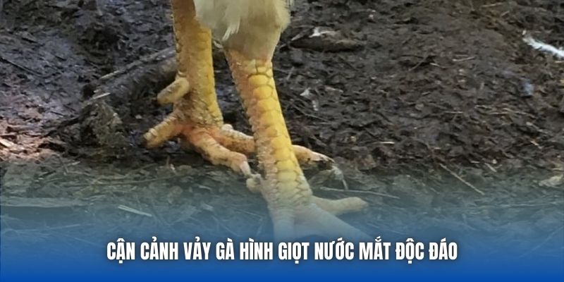 Cận cảnh vảy gà hình giọt nước mắt độc đáo